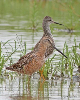 Long-billed Dowitcher, Adult molting into breeding plumage & Lesser Yellowlegs, High Island, TX, 4-17-13, Ja_29601.jpg