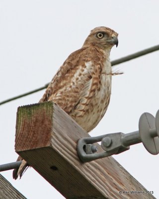 Red-tailed Hawk - Fuertes's juvenile, Anahuac National Wildlife Refuge, TX, 4-16-13, Jas2_29223.jpg