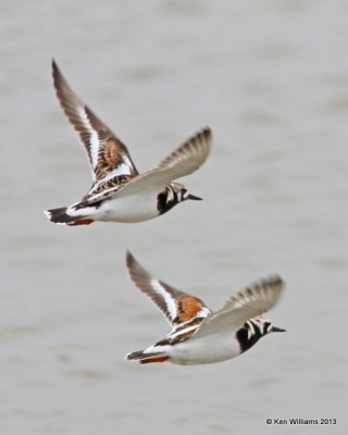 : Ruddy Turnstones :