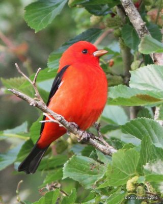 Scarlet Tanager male, High Island, TX, 4-17-13, Ja_29970.jpg
