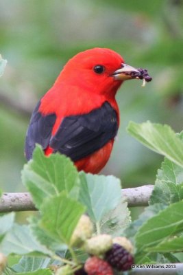 Scarlet Tanager, High Island, TX, 4-16-13, Jas_30032.jpg