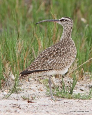 Whimbrel, Anahuac National Wildlife Refuge, TX, 4-16-13, Ja_29101.jpg