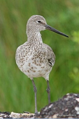 Willet, western subspecies molting into breeding plumage, High Island, TX, 4-17-13, Ja_29535.jpg