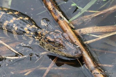 American Alligator baby, Anahuac National Wildlife Refuge, TX, 4-16-13, Ja_29026.jpg