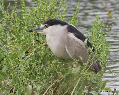 Black-crowned Night-Heron, Anahuac National Wildlife Refuge, TX, 4-16-13, Ja_29054.jpg
