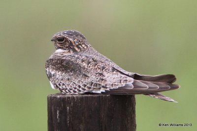 Common Nighthawk, Anahuac NWR, TX, 4-16-13, Ja_29204.jpg