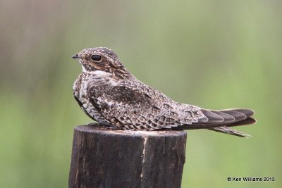 Common Nighthawk, Anahuac NWR, TX, 4-16-13, Ja_29219.jpg