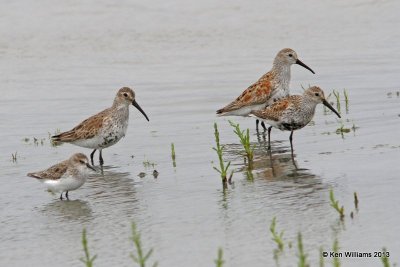 Dunlin molting in breeding plumage, High Island, TX, 4-17-13, Ja_29761.jpg