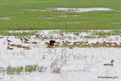 Fulvous Whistling Ducks feeding, Anahuac National Wildlife Refuge, TX, 4-16-13, Ja_28979.jpg