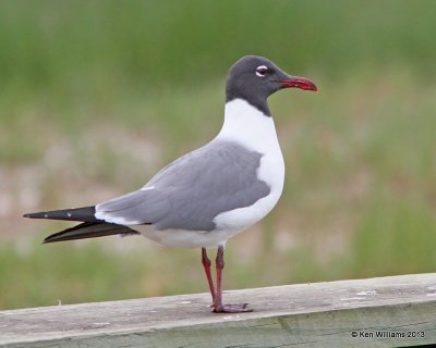 Laughing Gull - breeding plumage, Anahuac National Wildlife Refuge, TX, 4-16-13, Ja_29060.jpg