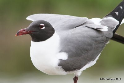Laughing Gull - breeding plumage, Anahuac National Wildlife Refuge, TX, 4-16-13, Ja_29087.jpg