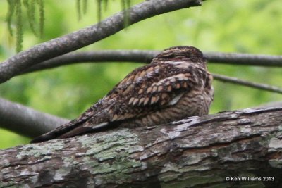 Lesser Nighthawk, High Island, TX, 4-17-13, Jas_29288.jpg