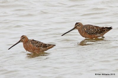 Long-billed Dowitcher, Adult molting into breeding plumage, High Island, TX, 4-17-13, Ja2_29744.jpg