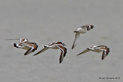 Ruddy Turnstones, High Island, TX, 4-17-13, Ja_29703.jpg