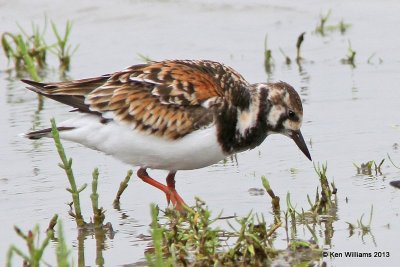 Ruddy Turnstone breeding female, High Island, TX, 4-17-13, Ja_29729.jpg