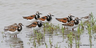 Ruddy Turnstones, High Island, TX, 4-17-13, Ja_29788.jpg