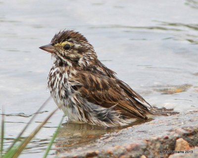 Savannah Sparrow, Anahuac National Wildlife Refuge, TX, 4-16-13, Ja_29092.jpg
