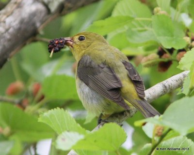 :Scarlet Tanager: