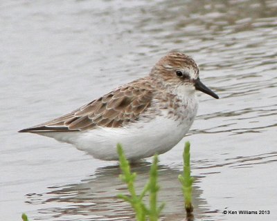 Semipalmated Sandpiper, High Island, TX, 4-17-13, Ja_29755.jpg