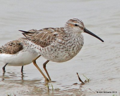 Stilt Sandpiper & Dunlin, Adult in breeding plumage, High Island, TX, 4-17-13, Ja_29799.jpg