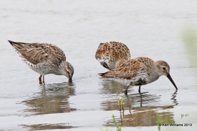 Stilt Sandpiper - left, & Dunlin, High Island, TX, 4-17-13, Ja_29780.jpg