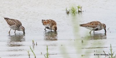 Stilt Sandpiper - left, & Dunlin, High Island, TX, 4-17-13, Ja_29782.jpg