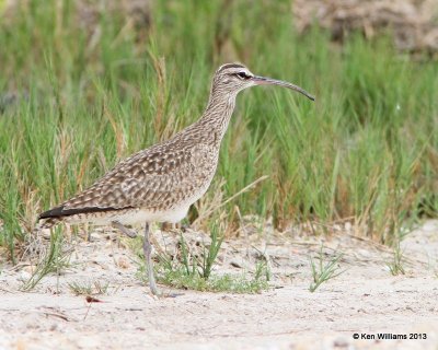 Whimbrel, Anahuac National Wildlife Refuge, TX, 4-16-13, Ja_29094.jpg