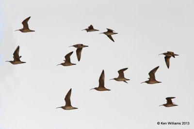 Whimbrels, High Island, TX, 4-17-13, Ja_29714.jpg