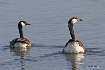 Hybrid Goose right & Canada Goose left, Tulsa Co, OK, 4-24-13, Ja_008888.jpg