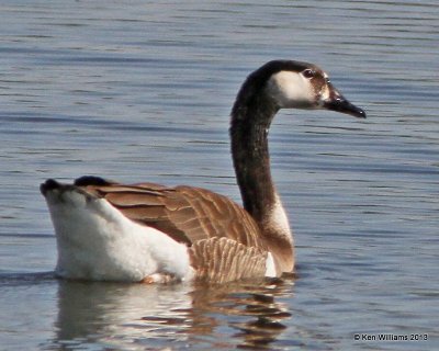 Hybrid Goose, Tulsa Co, OK, 4-24-13, Ja_008892.jpg