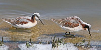 Wilson's Phalarope females, Tulsa Co, OK, 4-23-13, Ja_008174.jpg