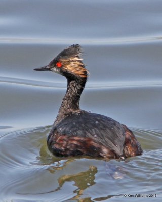 Eared Grebe