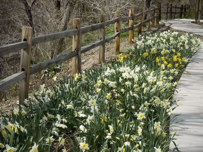 Barbee's Walk in Eternal Spring
