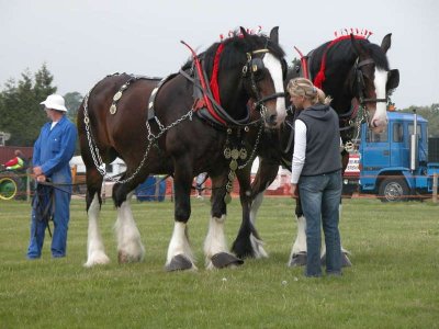 Shires ploughing