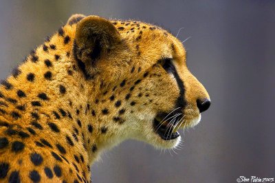 Cheetah Profile v2.jpg