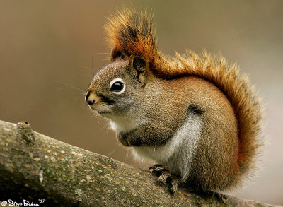 Red Squirrel