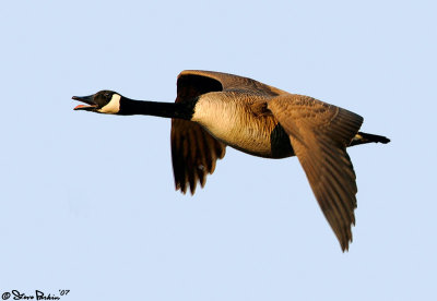 Canada Goose in Flight