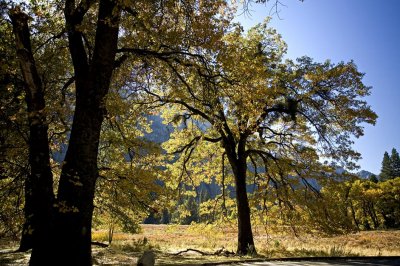 Yosemite-color6.jpg