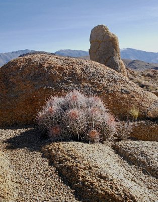 Cactus-morning-upload.jpg