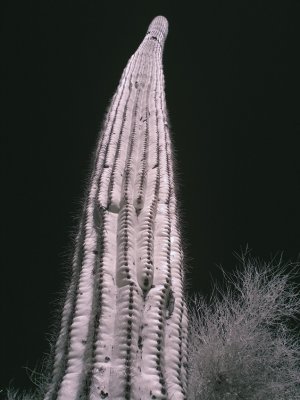 cactus4-upload.jpg