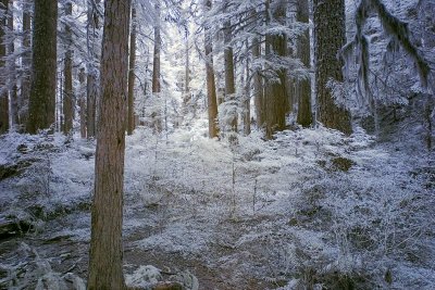 Solduc-forest1-upload.jpg