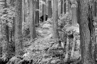 house-in-woods-upload.jpg