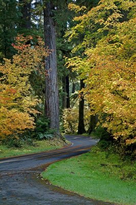 Sol-Duc-Road-autum-upload.jpg