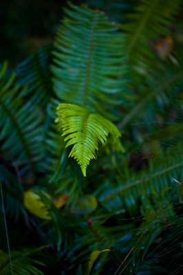 Fern1-upload.jpg