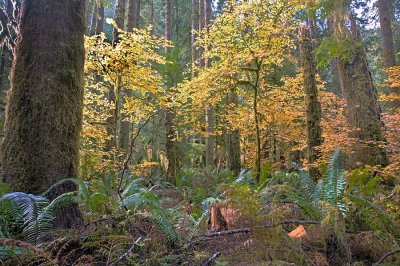 Barnes-creek-trail-2-upload.jpg
