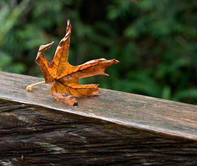 Elwha-leaf-upload.jpg