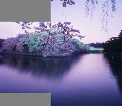 sakura in mixed light