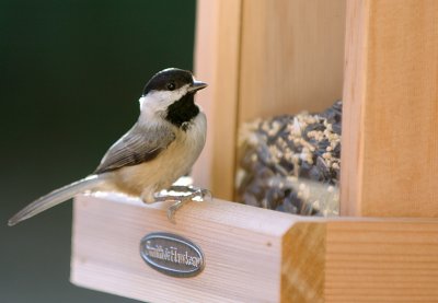 Carolina Chickadee