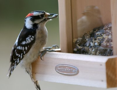 Downy Woodpecker