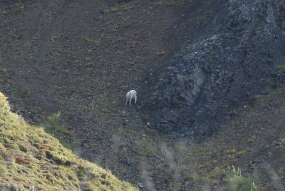 Denali National Park